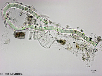 phyto/Brazilian_Nordeste/FernandodeNoronha_station1/ABRACOS1 October 2015/Phormidium sp4 (Snap-1444)(copy)_thumb.jpg